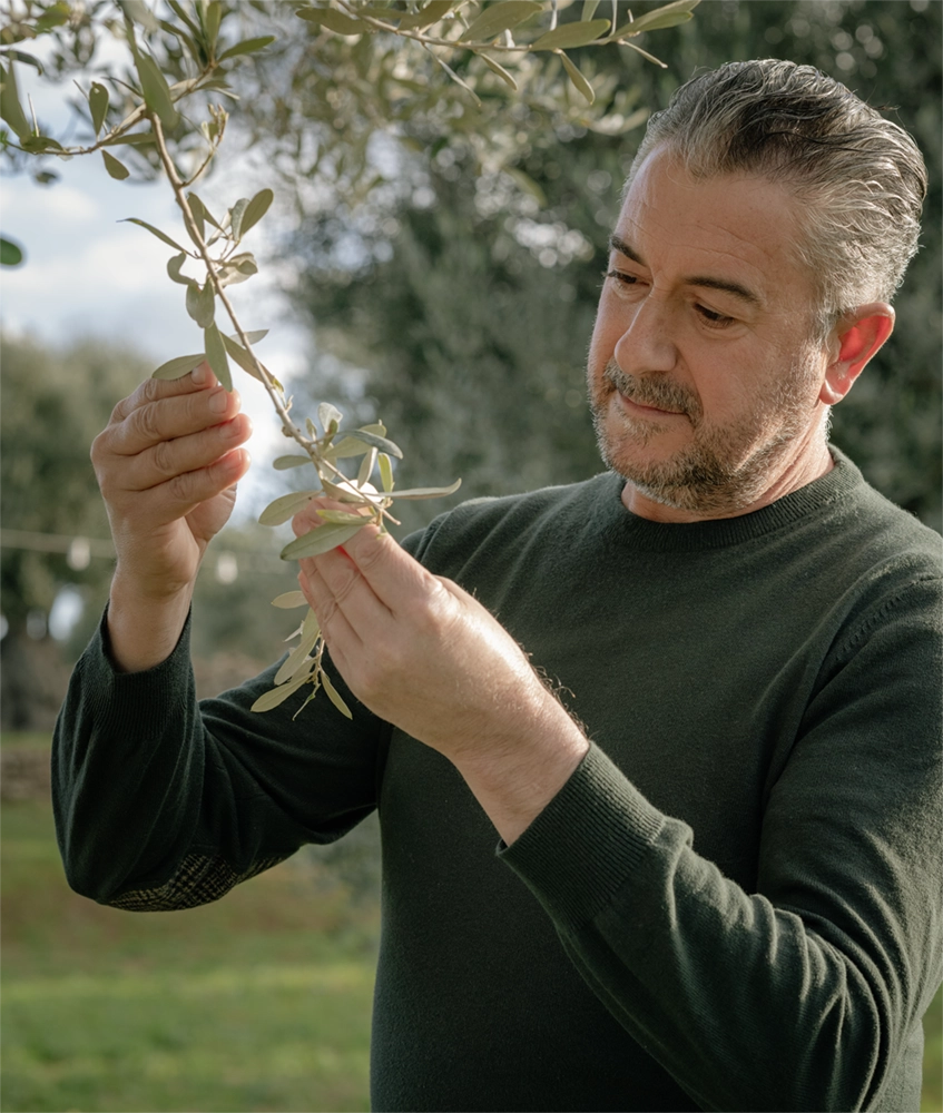 Puglia, ulivi secolari e olio extravergine puro