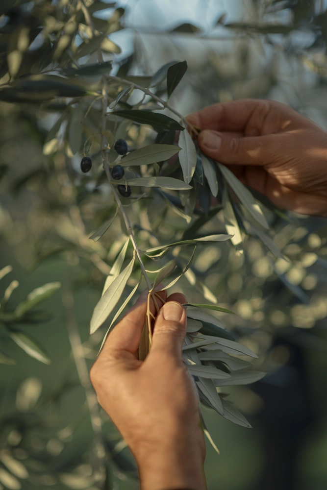 Olio extravergine da ulivi secolari in Puglia