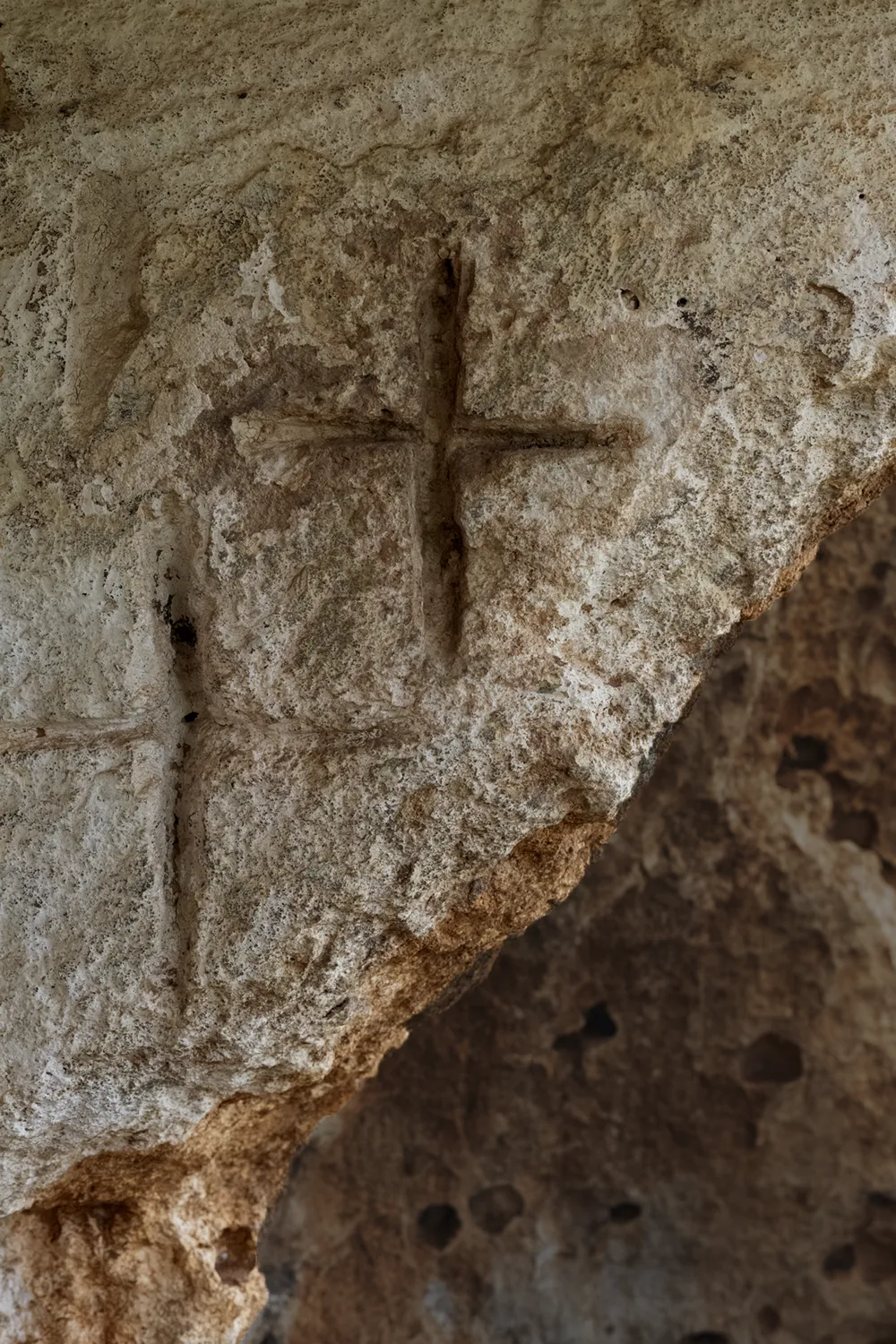 Junior Plant Olio Extra Vergine di Oliva